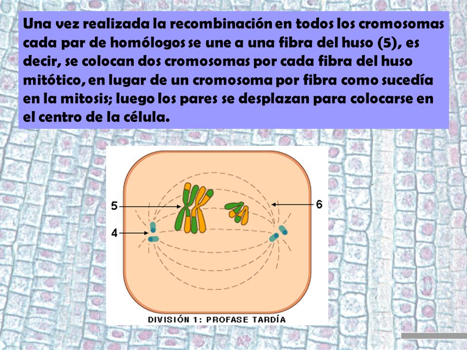 Una vez realizada la recombinación en todos los cromosomas cada par de homólogos se une a una fibra del huso (5), es decir, se colocan dos cromosomas por cada fibra del huso mitótico, en lugar de un cromosoma por fibra como sucedía en la mitosis; luego los pares se desplazan para colocarse en el centro de la célula.