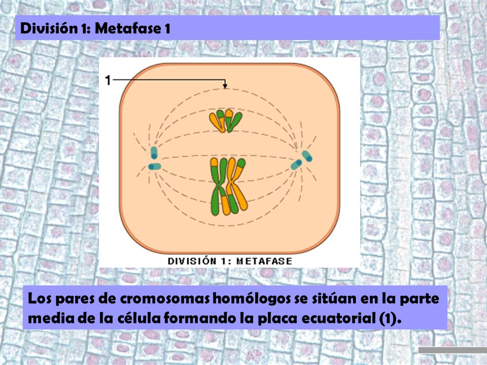 División 1: Metafase 1 Los pares de cromosomas homólogos se sitúan en la parte media de la célula formando la placa ecuatorial (1).
