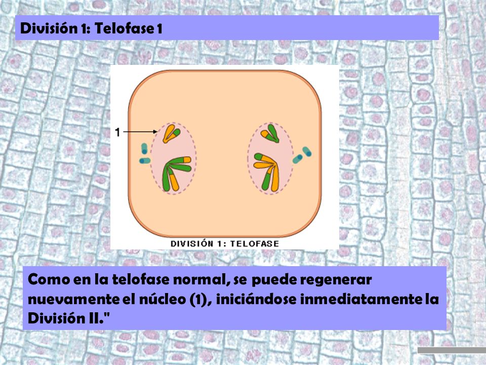División 1: Telofase 1 Como en la telofase normal, se puede regenerar nuevamente el núcleo (1), iniciándose inmediatamente la División II.