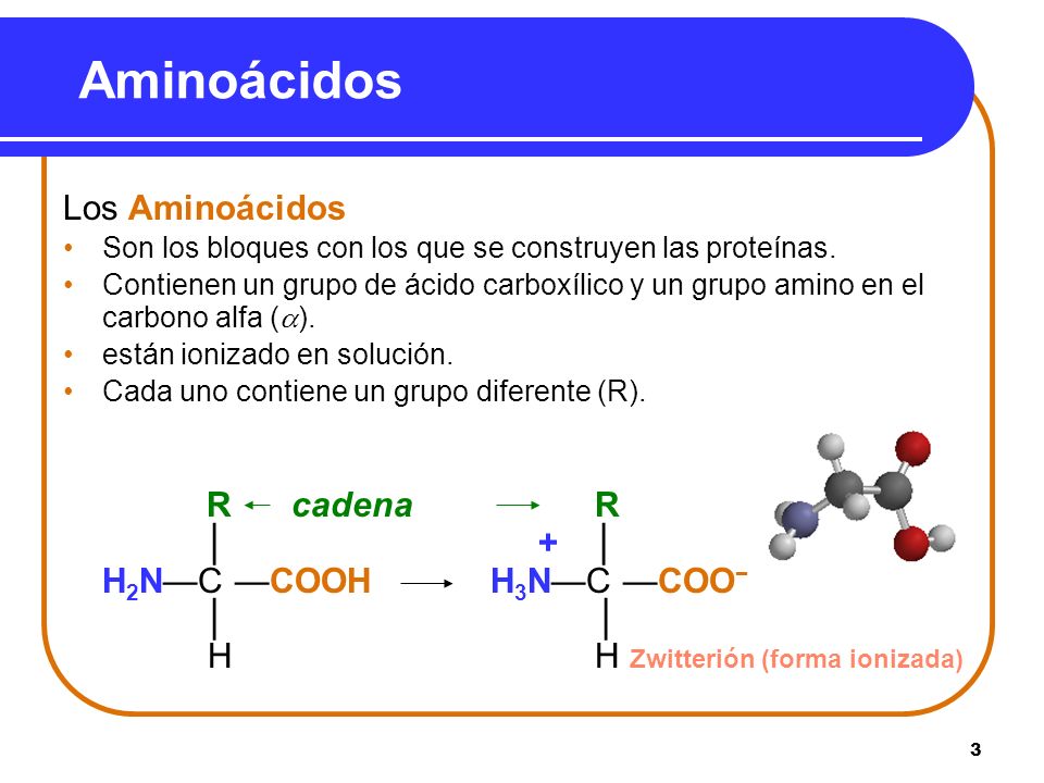 Aminoácidos Los Aminoácidos R cadena R │ + │ H2N—C —COOH H3N—C —COO−