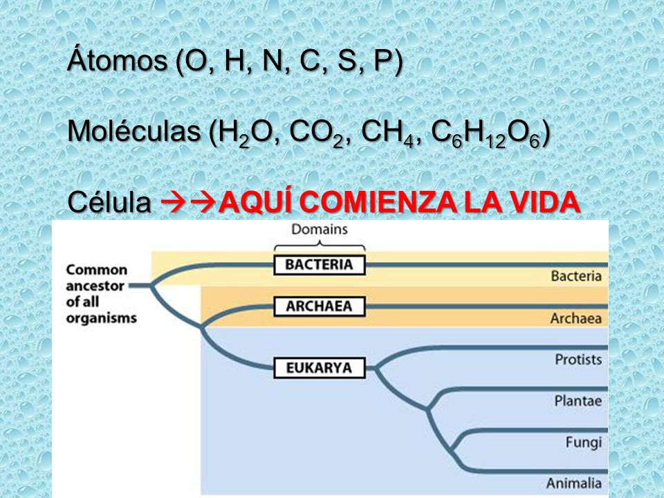 Átomos (O, H, N, C, S, P) Moléculas (H2O, CO2, CH4, C6H12O6) Célula AQUÍ COMIENZA LA VIDA