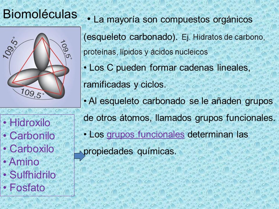 Biomoléculas • Hidroxilo • Carbonilo • Carboxilo • Amino • Sulfhidrilo