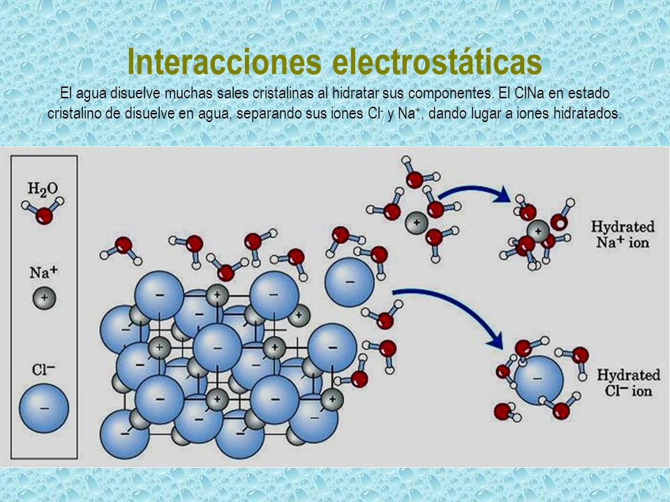 Interacciones electrostáticas El agua disuelve muchas sales cristalinas al hidratar sus componentes.