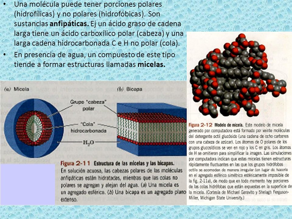 Una molécula puede tener porciones polares (hidrofílicas) y no polares (hidrofóbicas). Son sustancias anfipáticas. Ej un ácido graso de cadena larga tiene un ácido carboxílico polar (cabeza) y una larga cadena hidrocarbonada C e H no polar (cola).