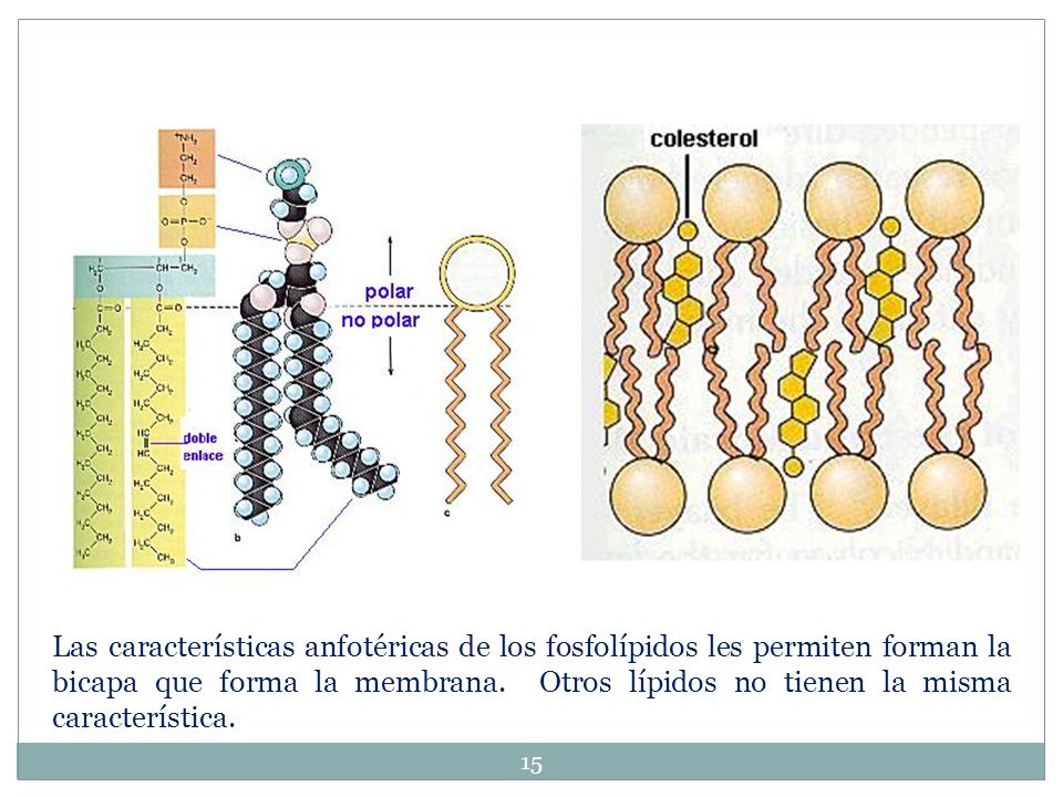 Las características anfotéricas de los fosfolípidos les permiten forman la bicapa que forma la membrana.