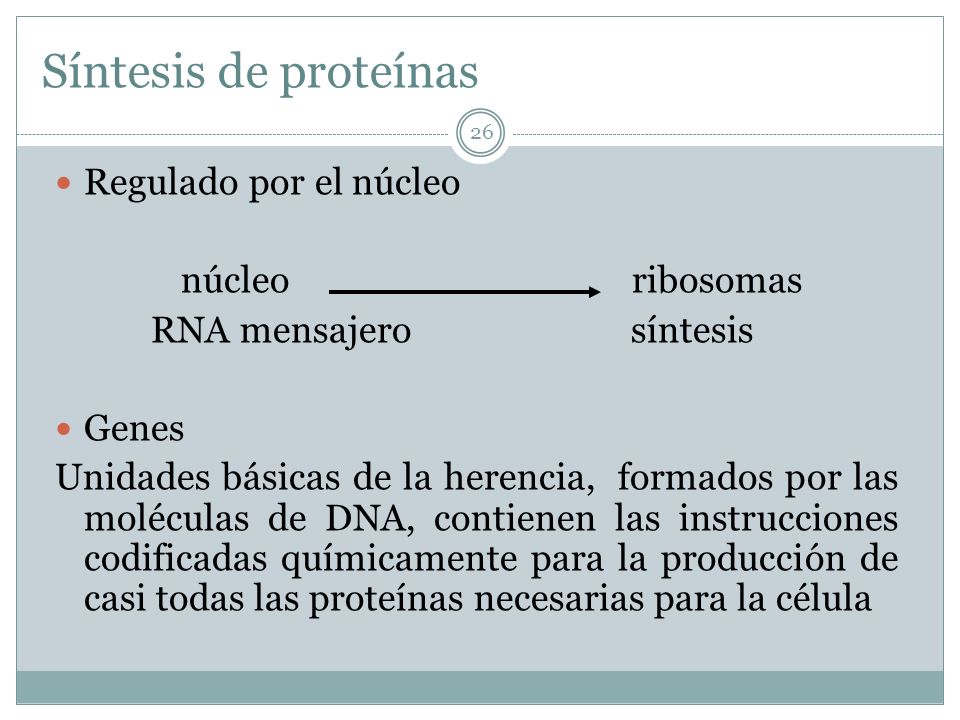 Síntesis de proteínas Regulado por el núcleo núcleo ribosomas