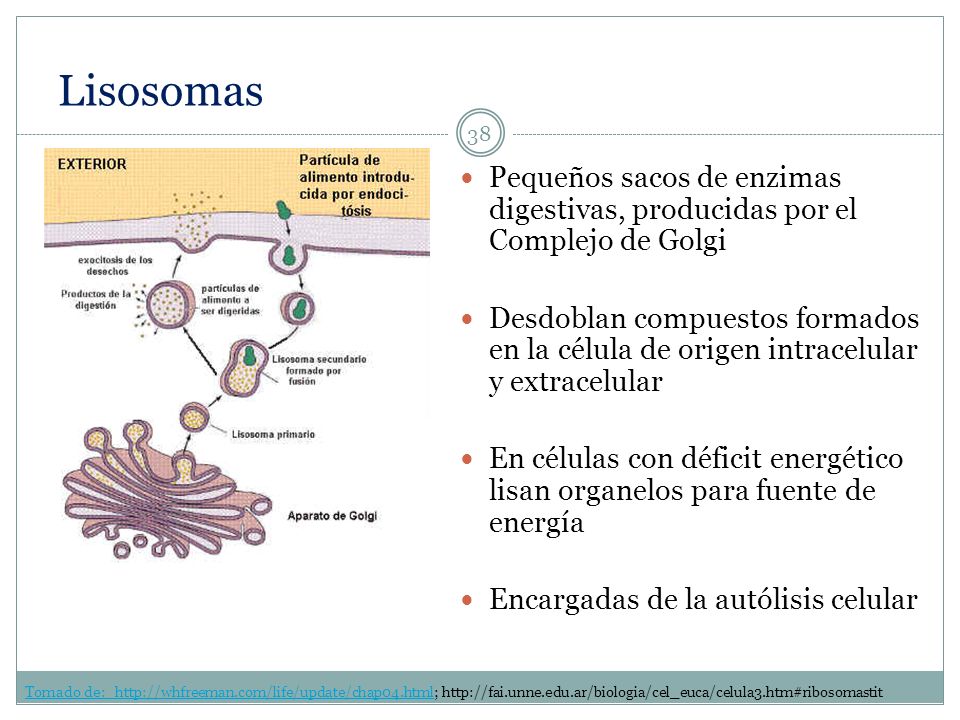 Lisosomas Pequeños sacos de enzimas digestivas, producidas por el Complejo de Golgi.