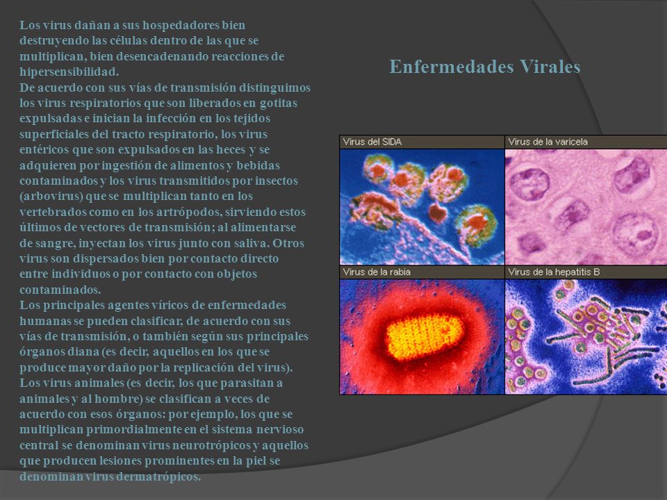 Los virus dañan a sus hospedadores bien destruyendo las células dentro de las que se multiplican, bien desencadenando reacciones de hipersensibilidad.