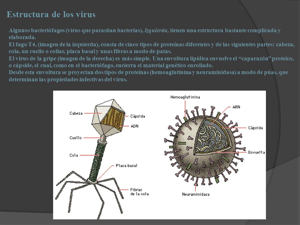 Estructura de los virus