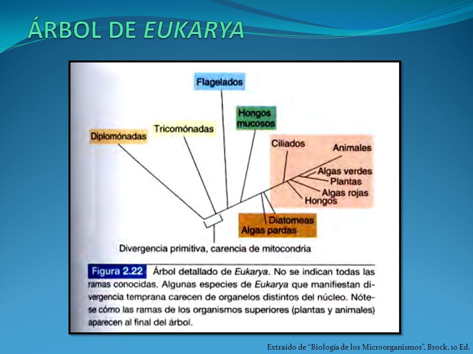 ÁRBOL DE EUKARYA Extraído de Biología de los Microorganismos , Brock, 10 Ed.