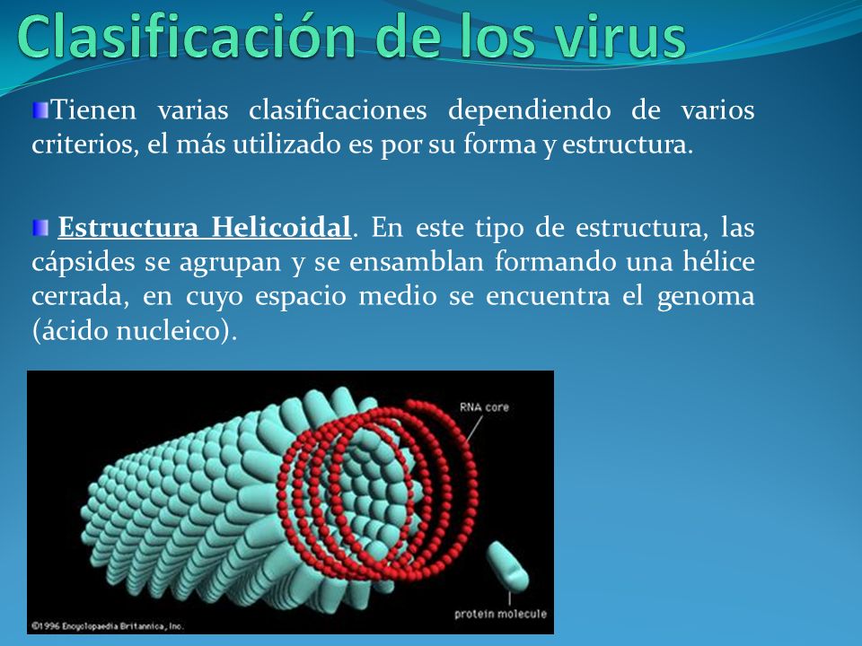 Clasificación de los virus