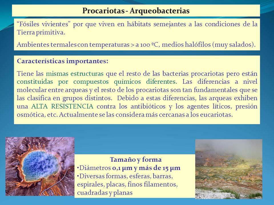 Procariotas - Arqueobacterias