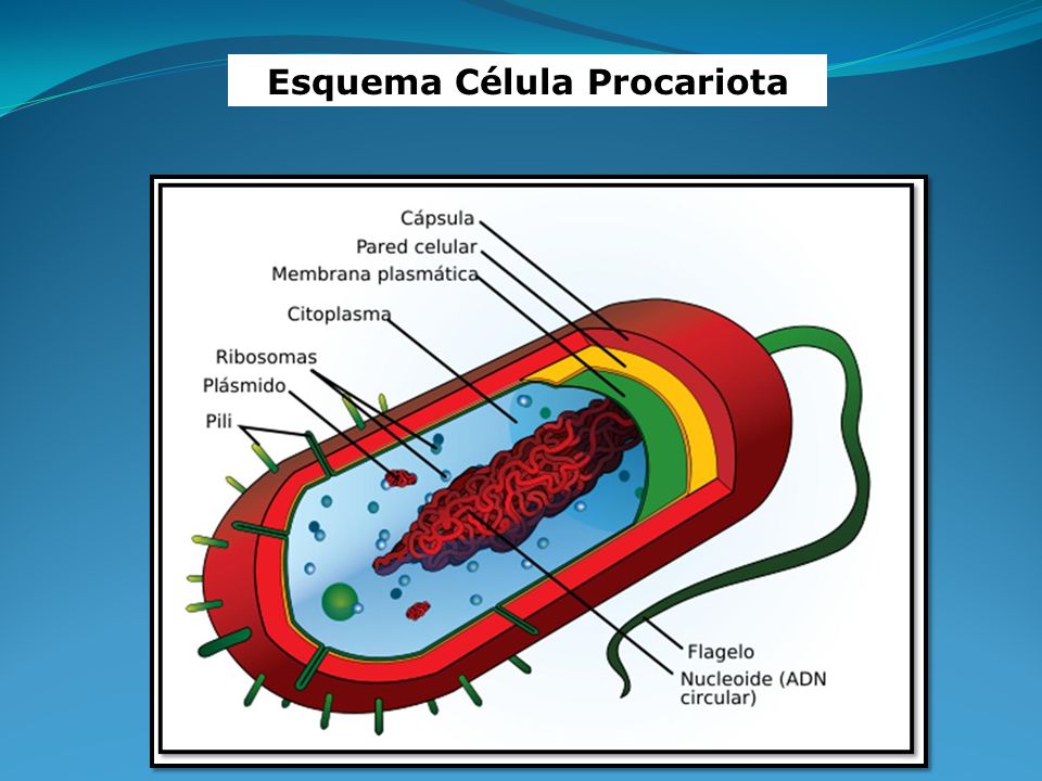 Esquema Célula Procariota