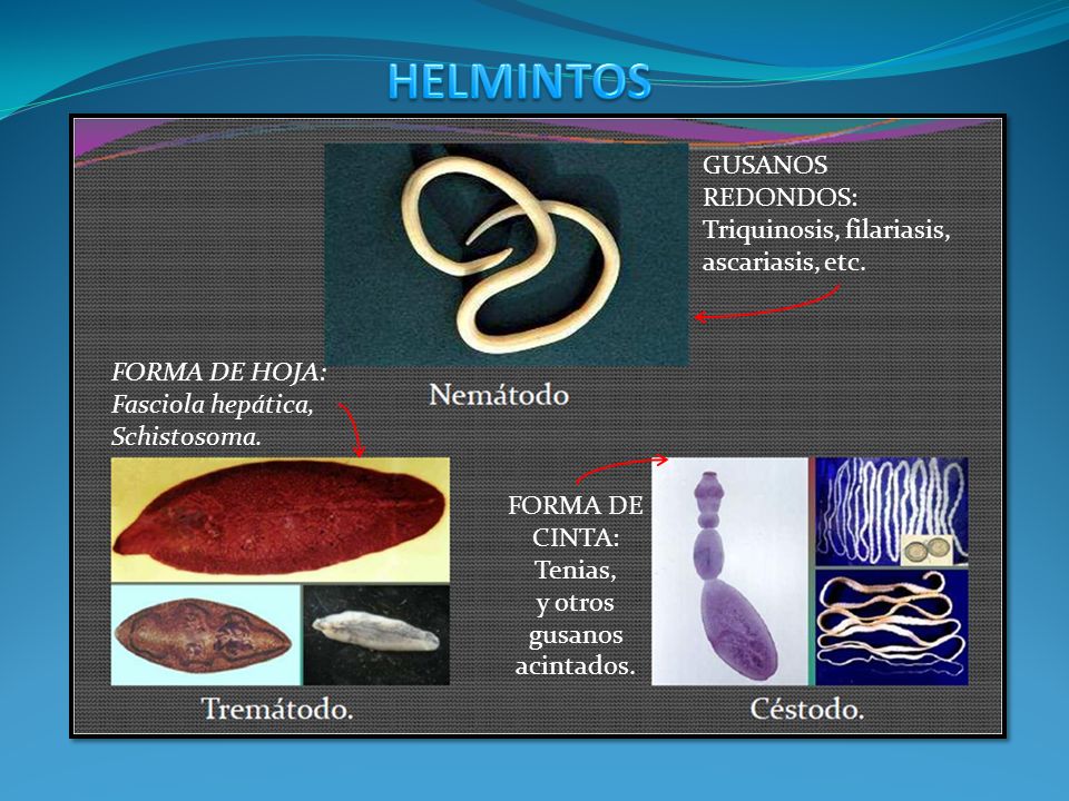 HELMINTOS GUSANOS REDONDOS: Triquinosis, filariasis, ascariasis, etc.