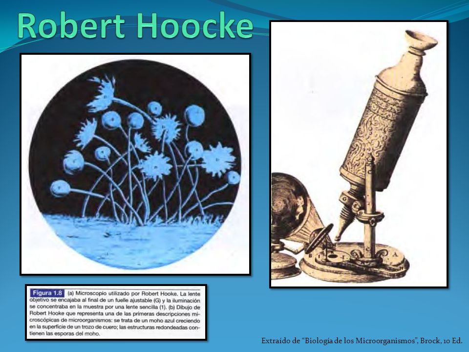 Robert Hoocke Extraído de Biología de los Microorganismos , Brock, 10 Ed.
