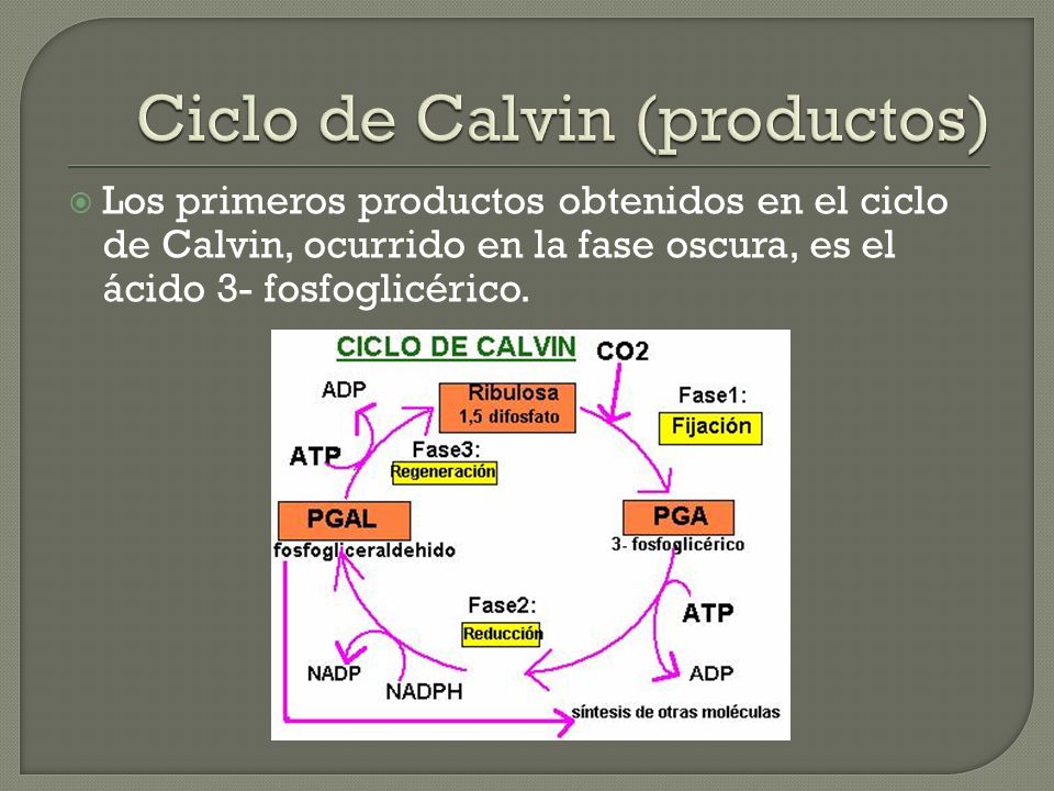 Ciclo de Calvin (productos)