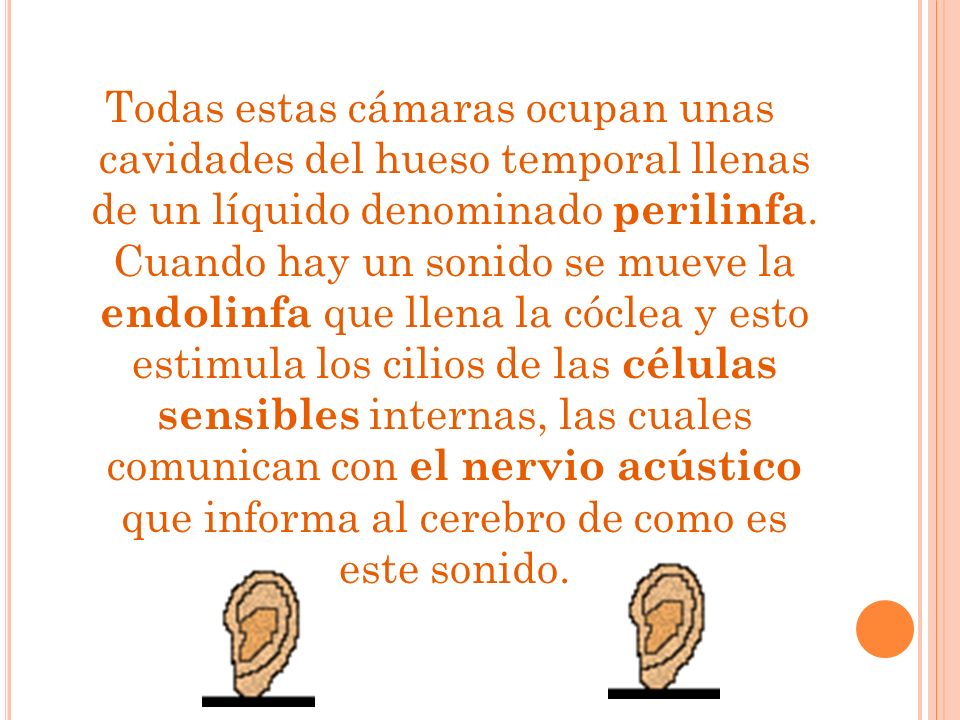 Todas estas cámaras ocupan unas cavidades del hueso temporal llenas de un líquido denominado perilinfa.