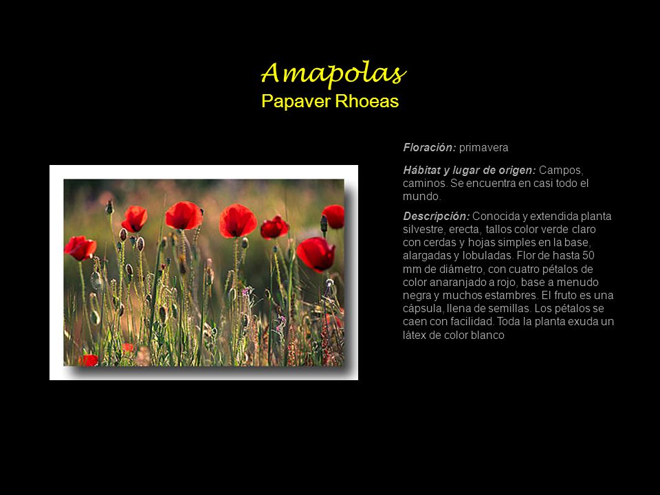 Amapolas Papaver Rhoeas
