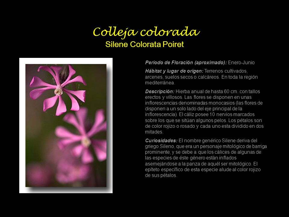 Colleja colorada Silene Colorata Poiret