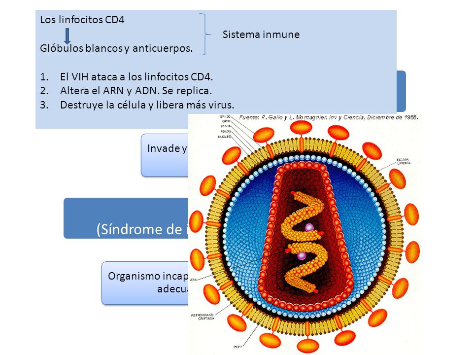 ¿Qué es el VIH VIH (Virus de inmunodeficiencia humana) SIDA