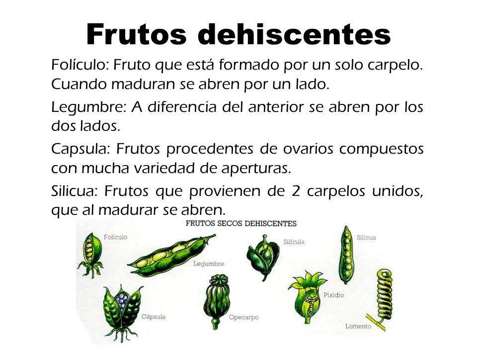 Frutos dehiscentes Folículo: Fruto que está formado por un solo carpelo. Cuando maduran se abren por un lado.