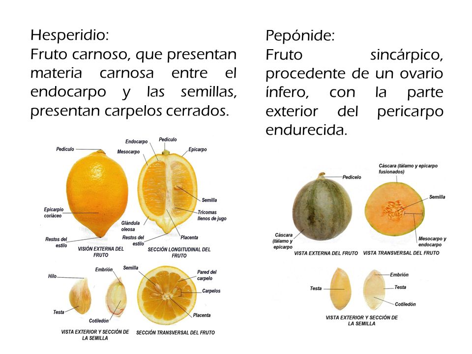 Hesperidio: Fruto carnoso, que presentan materia carnosa entre el endocarpo y las semillas, presentan carpelos cerrados.