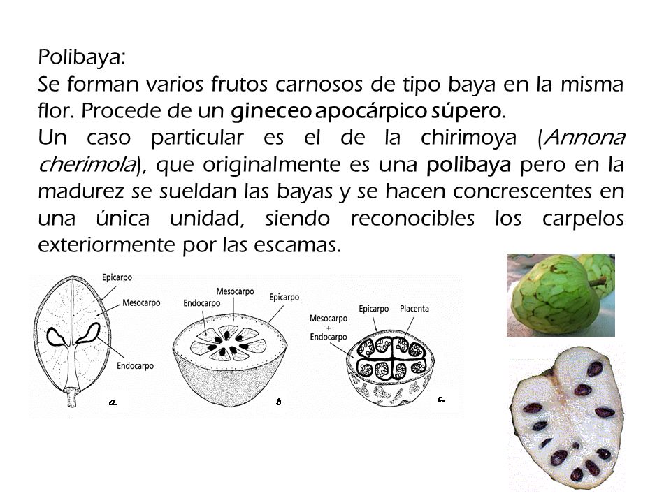 Polibaya: Se forman varios frutos carnosos de tipo baya en la misma flor. Procede de un gineceo apocárpico súpero.