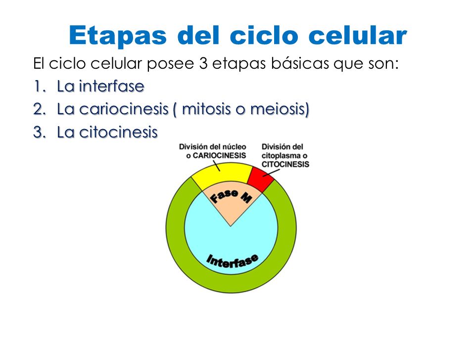 Etapas del ciclo celular