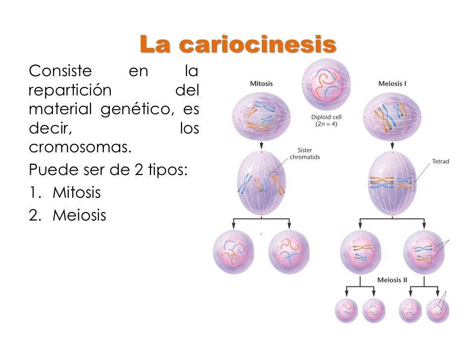 La cariocinesis Consiste en la repartición del material genético, es decir, los cromosomas. Puede ser de 2 tipos:
