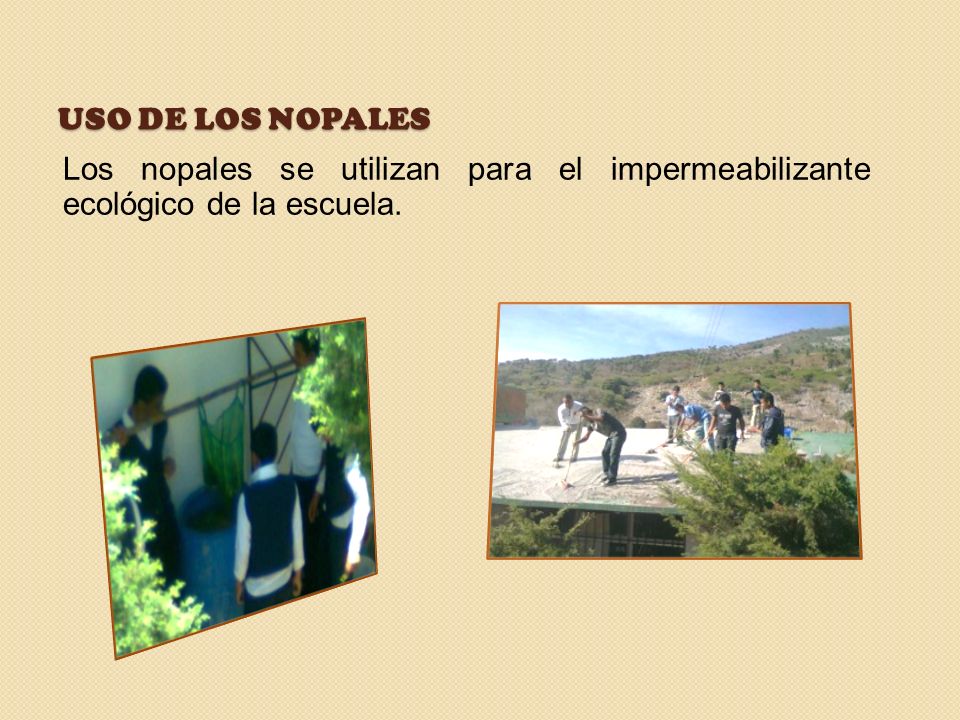Uso de los nopales Los nopales se utilizan para el impermeabilizante ecológico de la escuela.