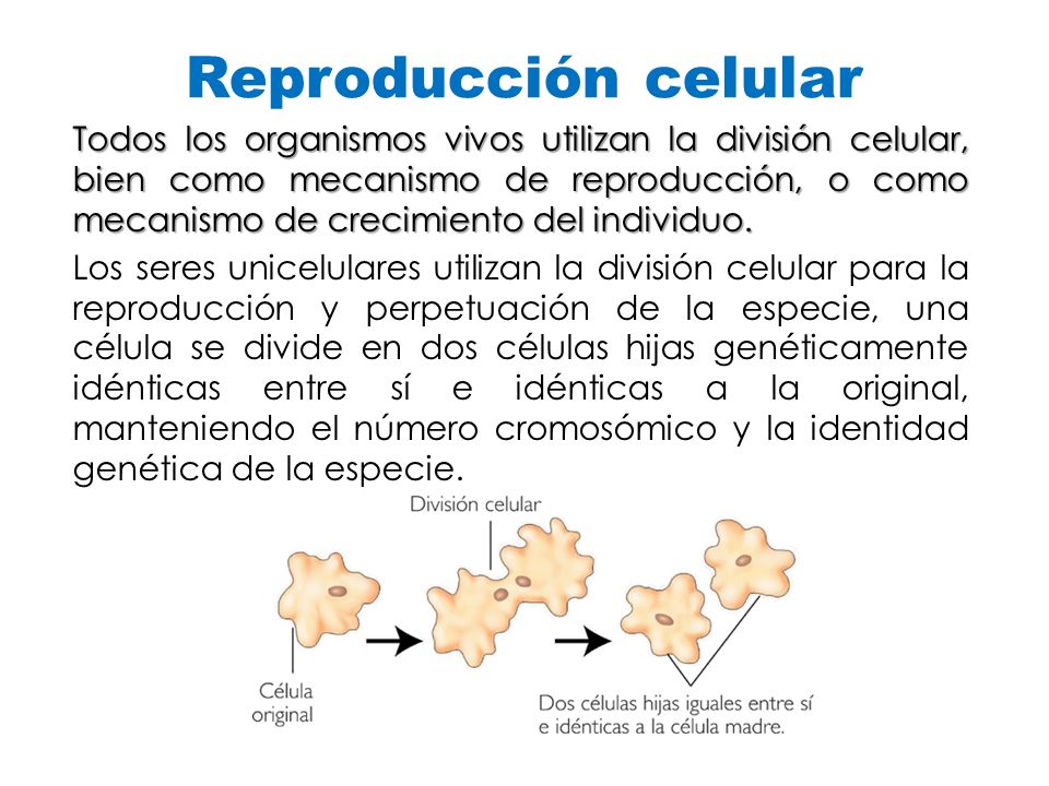 Reproducción celular