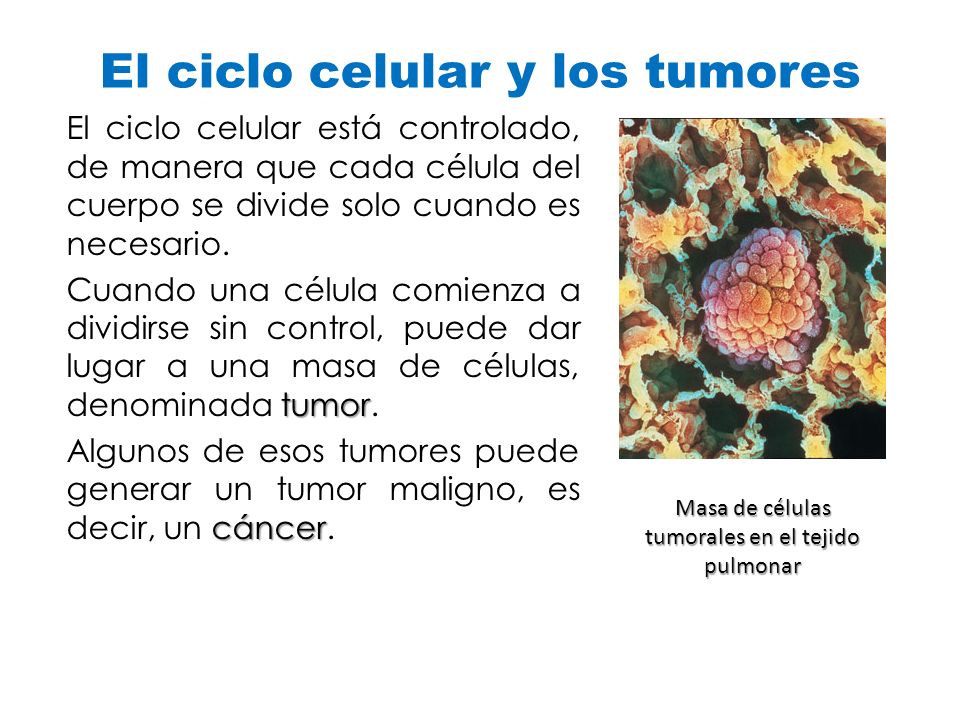 El ciclo celular y los tumores