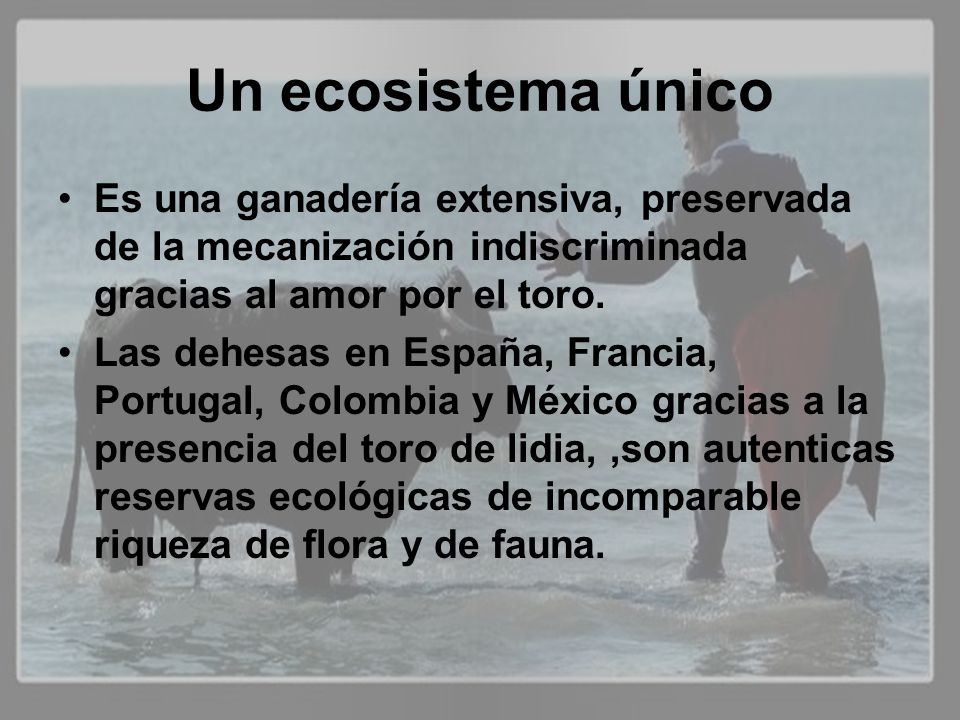 Un ecosistema único Es una ganadería extensiva, preservada de la mecanización indiscriminada gracias al amor por el toro.