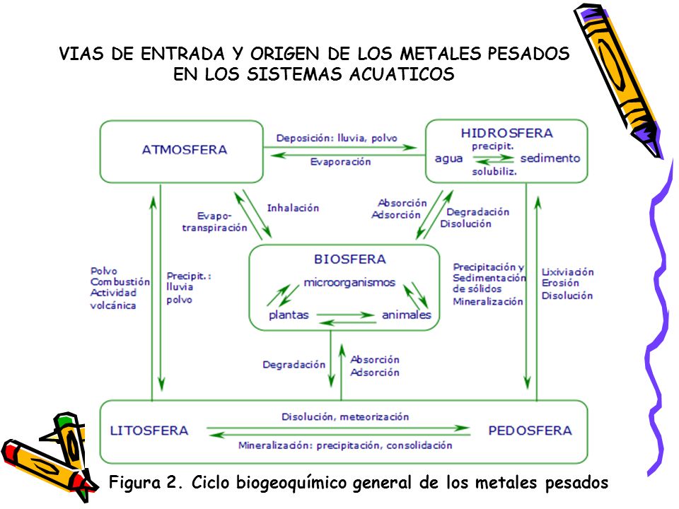 VIAS DE ENTRADA Y ORIGEN DE LOS METALES PESADOS EN LOS SISTEMAS ACUATICOS