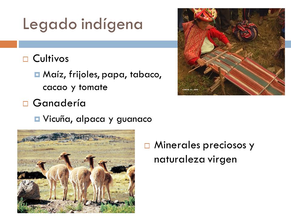 Legado indígena Cultivos Ganadería