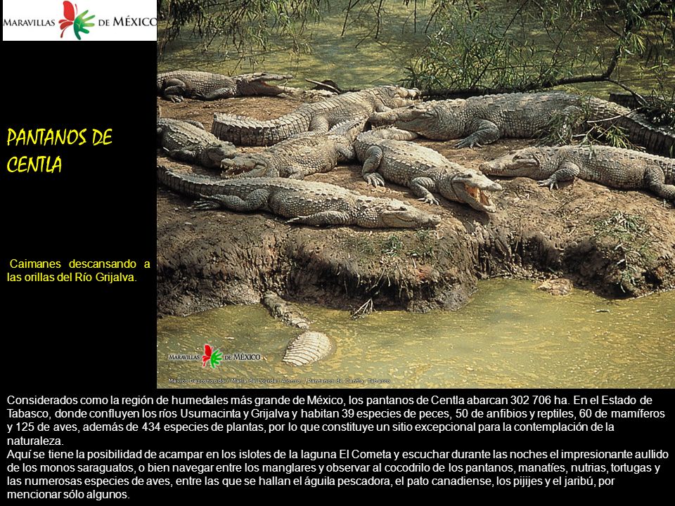 PANTANOS DE CENTLA Caimanes descansando a las orillas del Río Grijalva.