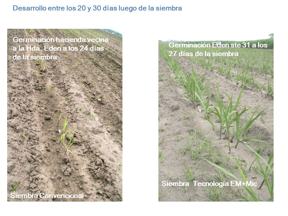 Desarrollo entre los 20 y 30 días luego de la siembra