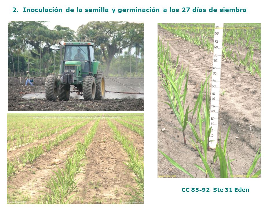 2. Inoculación de la semilla y germinación a los 27 días de siembra