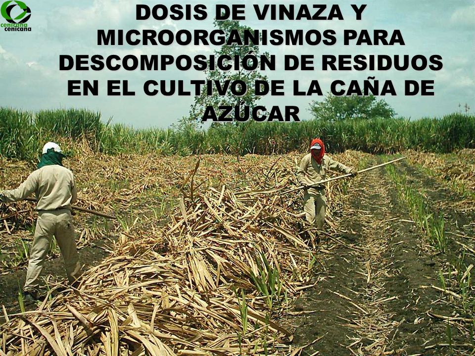 DOSIS DE VINAZA Y MICROORGANISMOS PARA DESCOMPOSICIÓN DE RESIDUOS EN EL CULTIVO DE LA CAÑA DE AZÚCAR