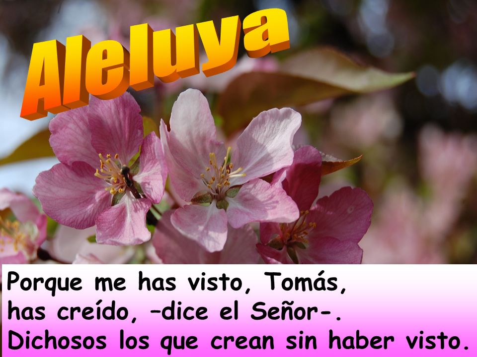 Aleluya Porque me has visto, Tomás, has creído, –dice el Señor-.