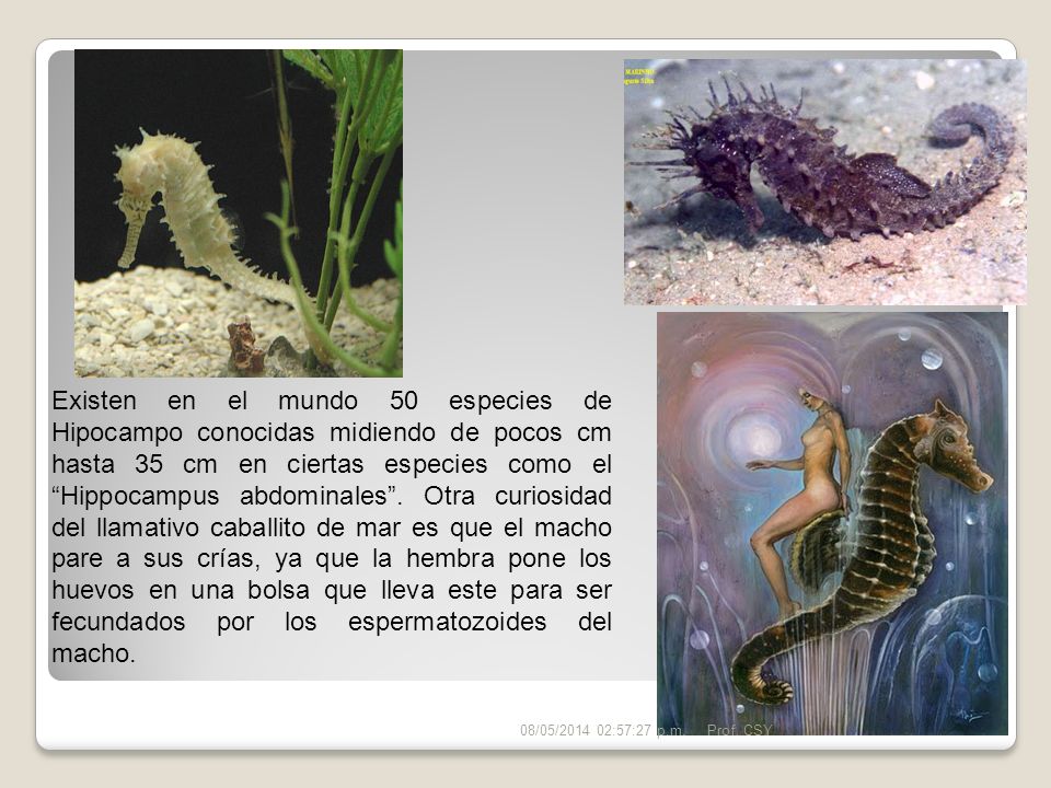 Existen en el mundo 50 especies de Hipocampo conocidas midiendo de pocos cm hasta 35 cm en ciertas especies como el Hippocampus abdominales . Otra curiosidad del llamativo caballito de mar es que el macho pare a sus crías, ya que la hembra pone los huevos en una bolsa que lleva este para ser fecundados por los espermatozoides del macho.