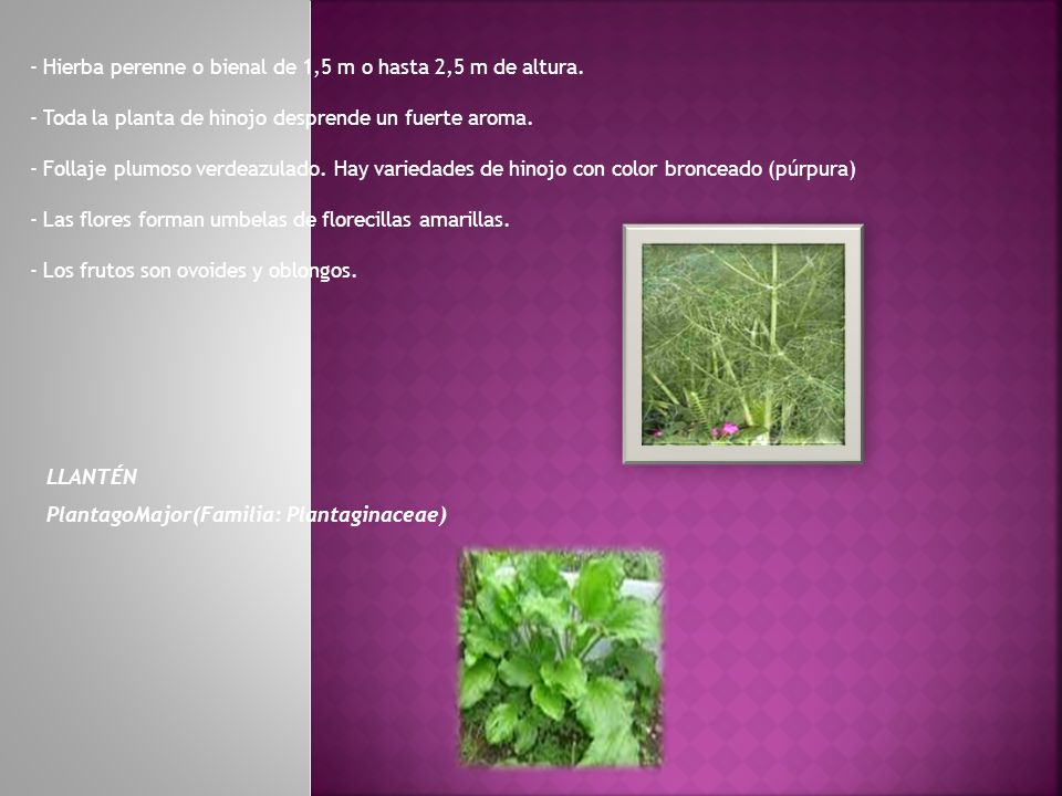 - Hierba perenne o bienal de 1,5 m o hasta 2,5 m de altura.