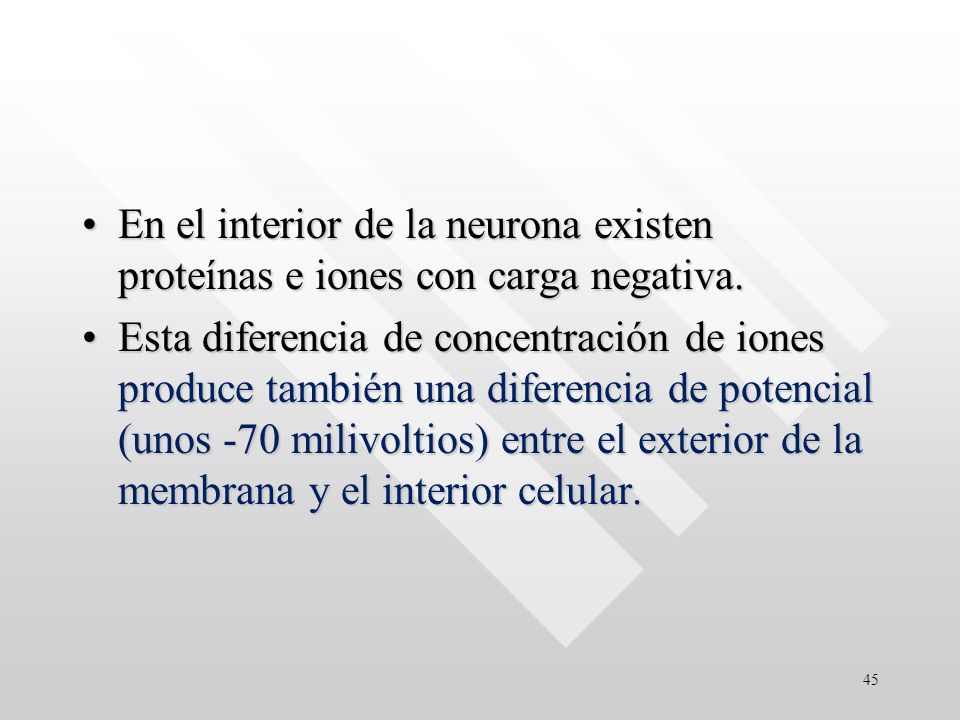 En el interior de la neurona existen proteínas e iones con carga negativa.
