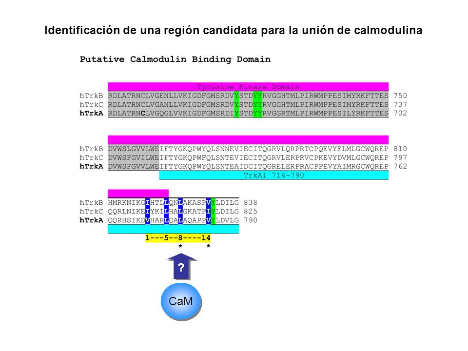 Identificación de una región candidata para la unión de calmodulina