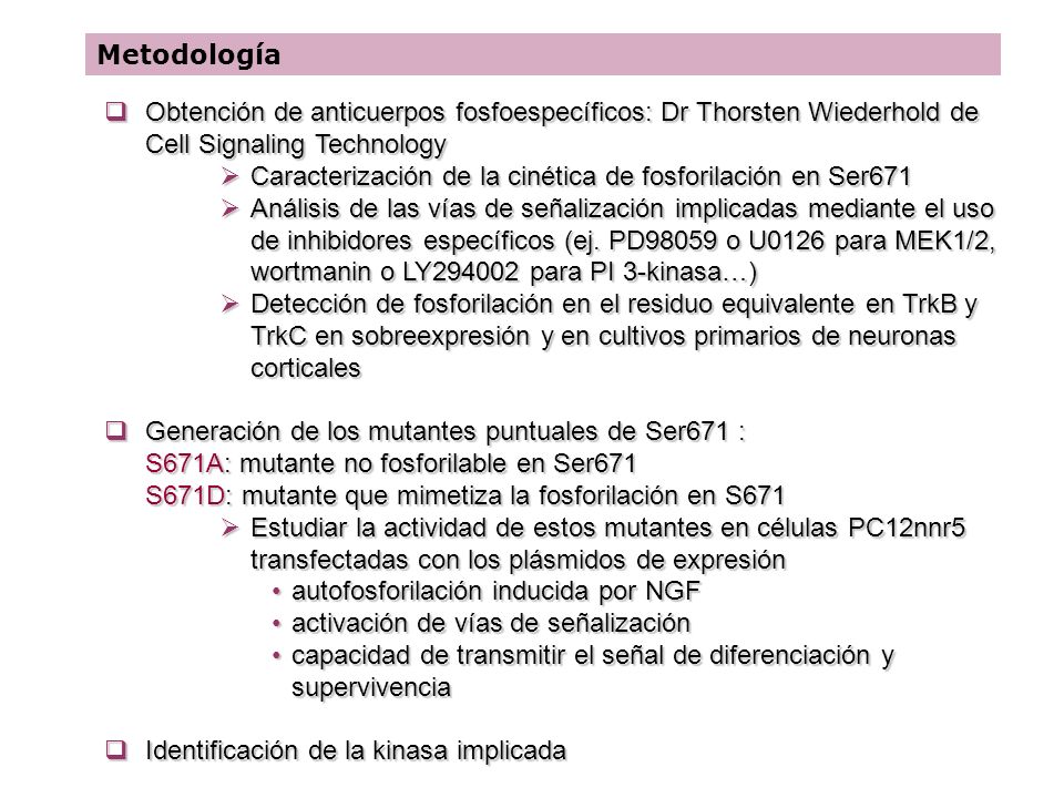 Metodología Obtención de anticuerpos fosfoespecíficos: Dr Thorsten Wiederhold de Cell Signaling Technology.