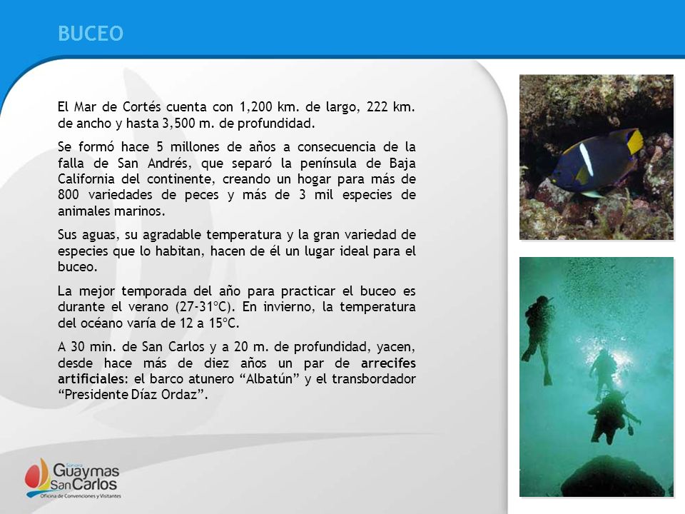 BUCEO BUCEO. El Mar de Cortés cuenta con 1,200 km. de largo, 222 km. de ancho y hasta 3,500 m. de profundidad.