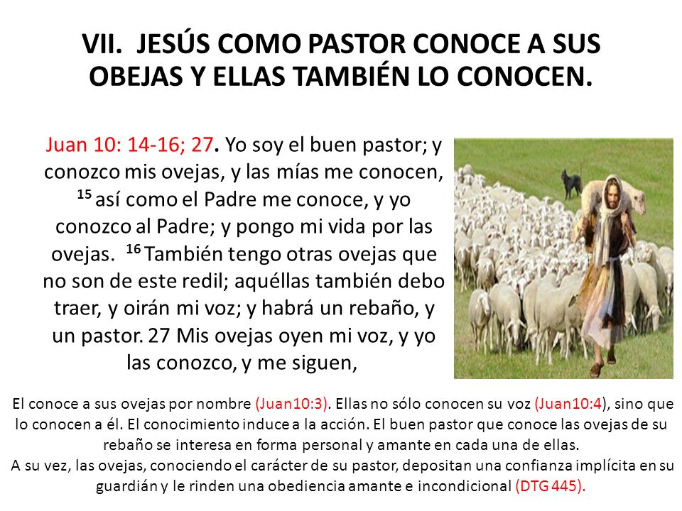 VII. JESÚS COMO PASTOR CONOCE A SUS OBEJAS Y ELLAS TAMBIÉN LO CONOCEN.