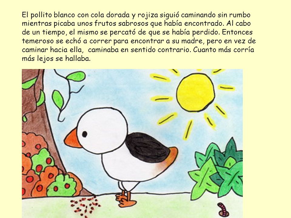 El pollito blanco con cola dorada y rojiza siguió caminando sin rumbo mientras picaba unos frutos sabrosos que había encontrado.