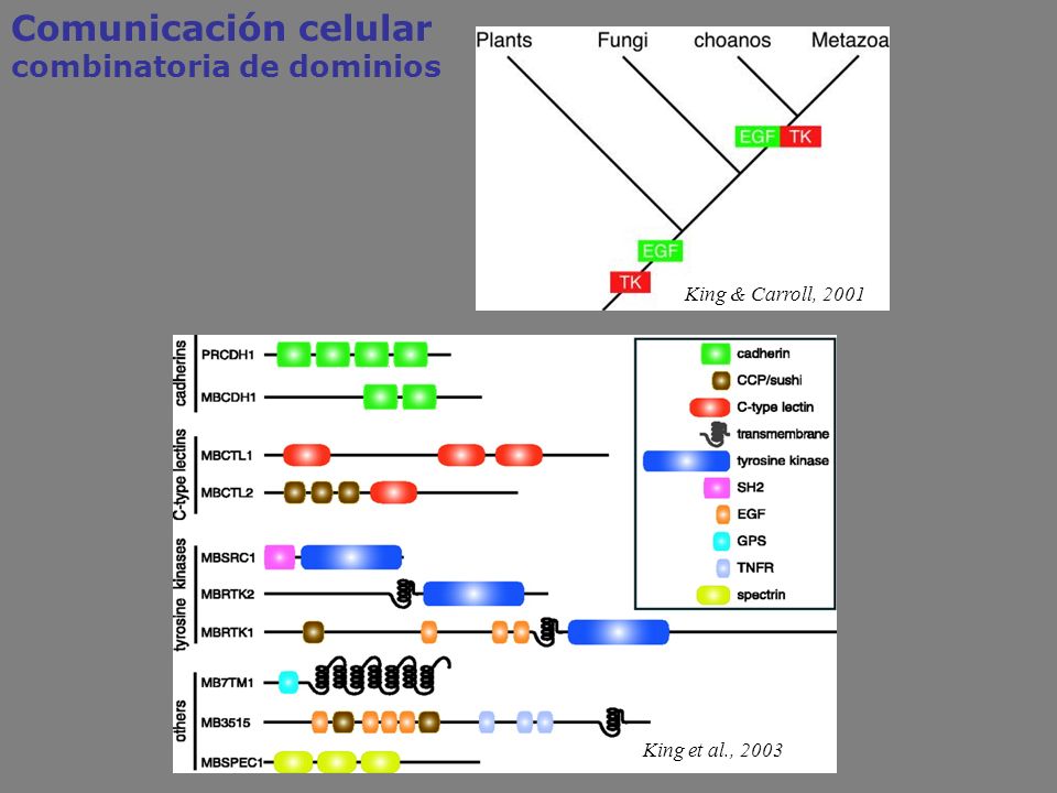 Comunicación celular combinatoria de dominios King & Carroll, 2001