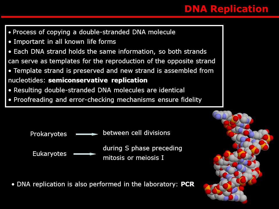 DNA Replication Important in all known life forms